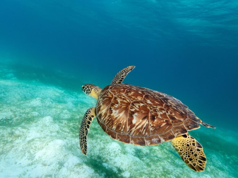 READ OUR TURTLE GAZETTE