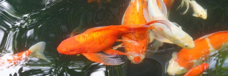 The Estate Koi | Feeding Times & Fun Facts
